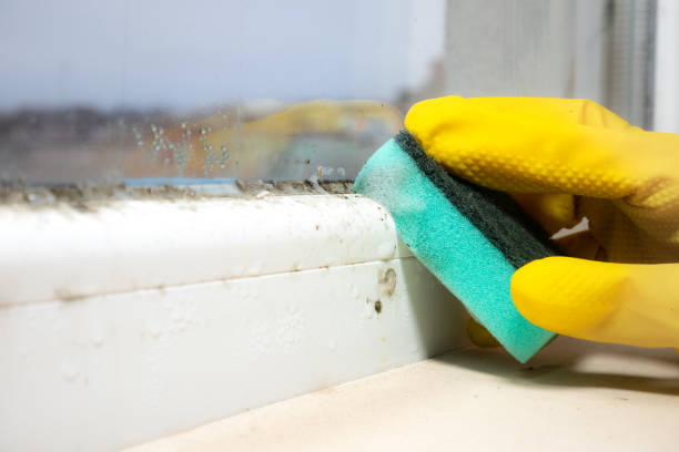 Best DIY Mold Remediation Support Services in Grove Hill, AL